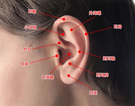 耳洞圖|耳洞位置、疼痛度及適合配戴的款式(2024年更新)